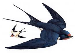 swallowbird